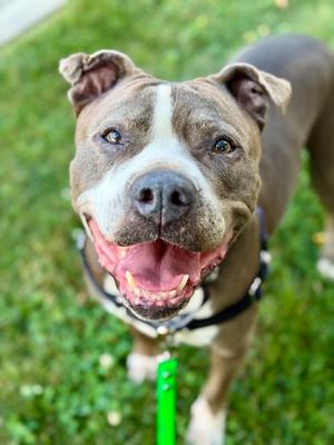 Breezy, Mixed Breed, senior, available for adoption