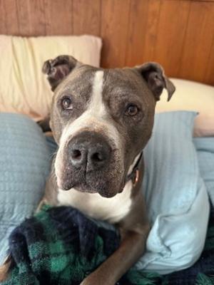 Breezy, Mixed Breed, senior, available for adoption