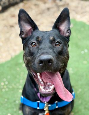 Midnight Onyx, German Shepherd Dog Mix, young, available for adoption