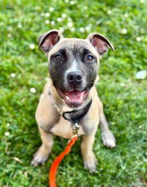 Delilah, Mixed Breed, young, available for adoption