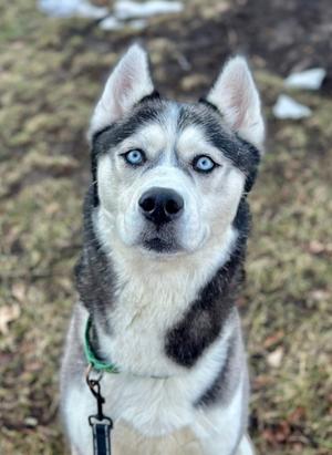 A close-up of a Siberian Husky with striking blue eyes, wearing a green collar and leash, standing outdoors on a grassy area with patches of snow.