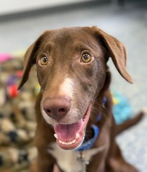 Bowser, Golden Retriever and Mixed Breed, young, available for adoption