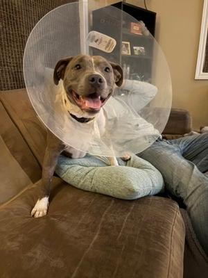 Girlfriend, Pit Bull Terrier Mix, young, available for adoption
