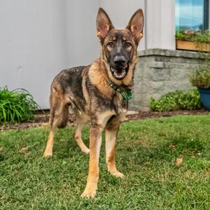 Max, German Shepherd Dog Mix, young, available for adoption
