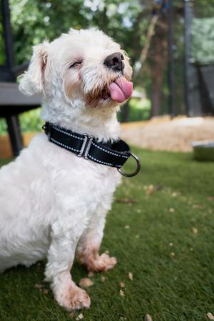 Sam, Maltese Mix, senior, available for adoption