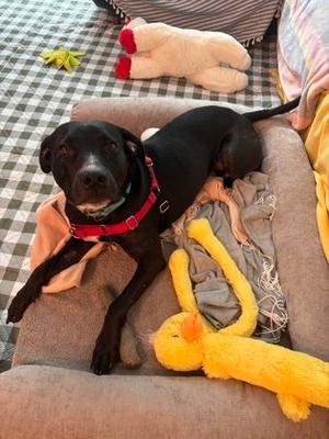 Reina, Mixed Breed, adult, available for adoption