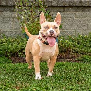 Motas, Mixed Breed, adult, available for adoption