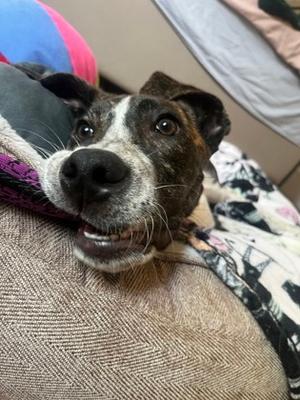 Trixie, Mixed Breed, young, available for adoption