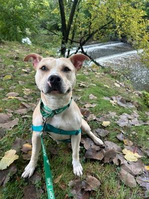 Nilla, Mixed Breed, adult, available for adoption