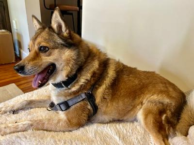 Banjo, Mixed Breed, senior, available for adoption