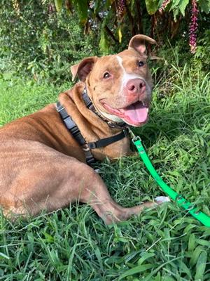 Cali, Mixed Breed, adult, available for adoption