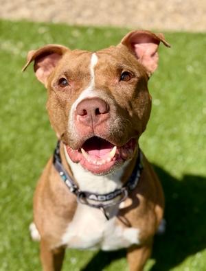 Cali, Mixed Breed, adult, available for adoption