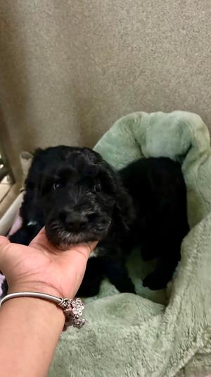Mango, Mixed Breed, puppy, available for adoption