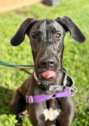 Whopper, Great Dane, young, available for adoption