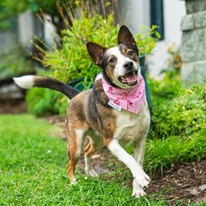Sakura, Mixed Breed, adult, available for adoption