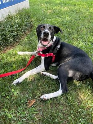 Pixie, Mixed Breed, young, available for adoption