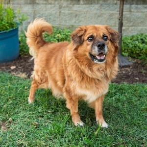 Athena, Nova Scotia Duck-Tolling Retriever Mix, adult, available for adoption