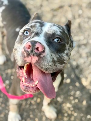 A close-up of a dog with a black and white coat, blue eyes, and a pink tongue sticking out. The dog is wearing a pink collar and appears to be happy and playful.