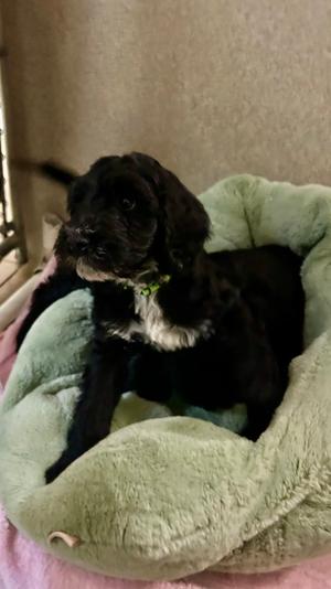 Travis, Mixed Breed, puppy, available for adoption