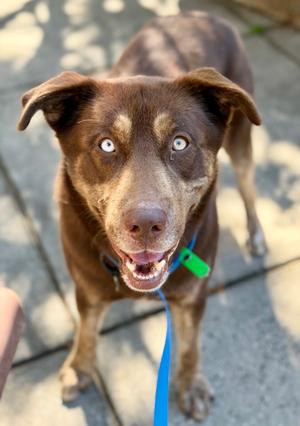 Felix, Mixed Breed, adult, available for adoption