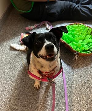 Mami, Mixed Breed, adult, available for adoption