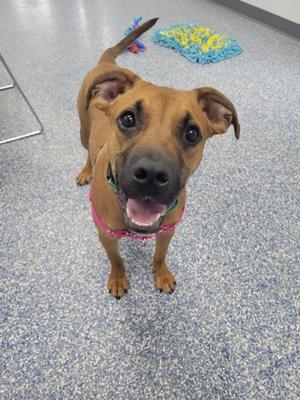 a brown dog with a pink collar standing on a blue carpet