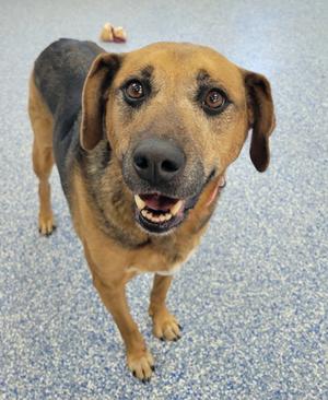 Star, Mixed Breed, adult, available for adoption
