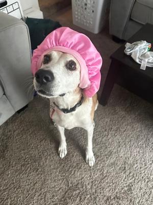 Willy Mae "Wilma", Mixed Breed, senior, available for adoption