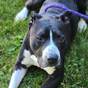 Buster, Pit Bull Terrier, senior, available for adoption