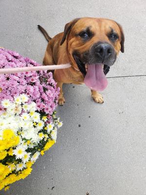 Hooker, Bullmastiff, adult, available for adoption
