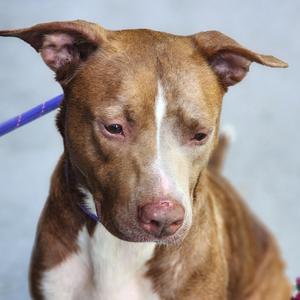 Panda, Pit Bull Terrier, young, available for adoption