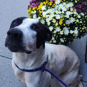 Sassy, Pit Bull Terrier, young, available for adoption