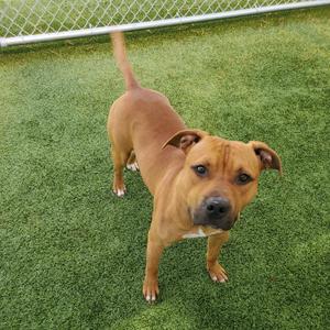 A brown dog standing on green artificial turf, looking at the camera.