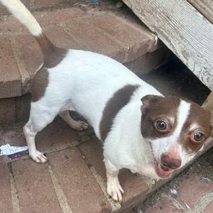 A brown and white dog standing on a brick surface, looking up with wide eyes and an open mouth.