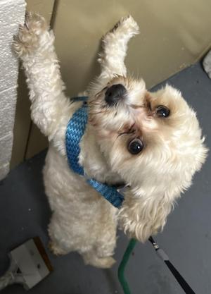 Joey, Shih Tzu / Lhasa Apso, young, available for adoption
