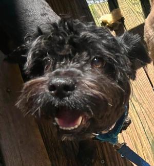 Gonzo, Cockapoo / Schnoodle, young, available for adoption