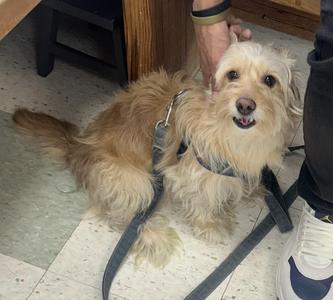 King of Scruffiness, Wirehaired Dachshund / Cairn Terrier, young, available for adoption