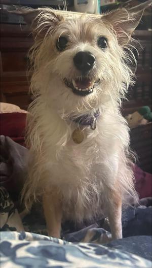 Daffodil, Wire Fox Terrier / Bearded Collie, senior, available for adoption