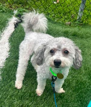 Ernest, Maltipoo / Poodle (Toy), young, available for adoption