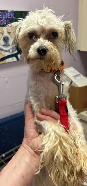 Jimothy, Shih Tzu / Maltese, puppy, available for adoption