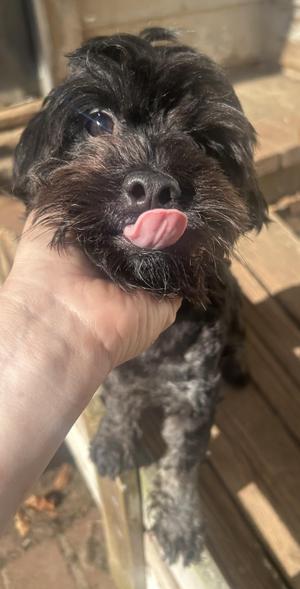 Oliver, Cavapoo / Havanese, young, available for adoption