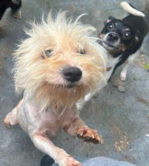Two dogs, one with shaggy fur and the other with black and white fur, standing on a concrete surface.