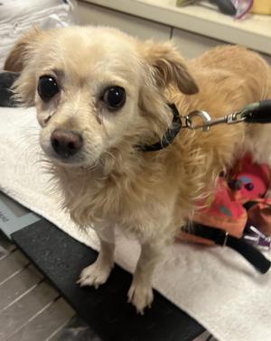 Diego, Chihuahua, senior, available for adoption