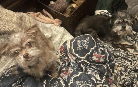 Fuzzy and Bubbles, Shih Tzu / Wirehaired Dachshund, senior, available for adoption
