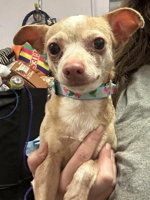 Jolie, Chihuahua, senior, available for adoption