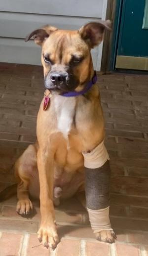 Naji, Terrier / Foxhound, young, available for adoption