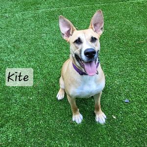 Kite, Terrier, young, available for adoption