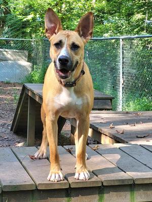 Kite, Terrier, young, available for adoption
