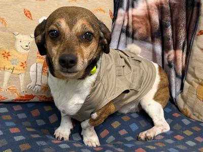 Gutherie, Beagle / Terrier, adult, available for adoption