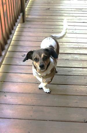 A dachshund dog with a white and brown coat is standing on a wooden deck, looking directly at the camera. The dog has a long body, short legs, and floppy ears. Its tail is raised and curved upwards. The dog is wearing a harness.